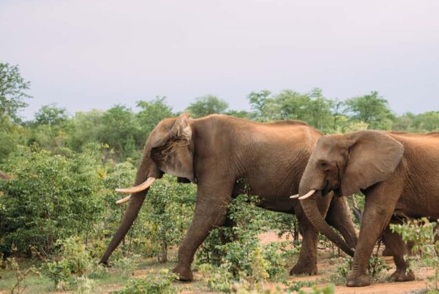 Hwange Overnight Safari