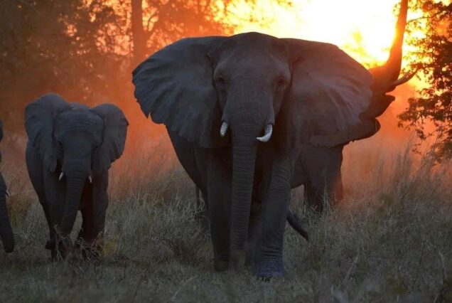 2 Days Hwange National Park