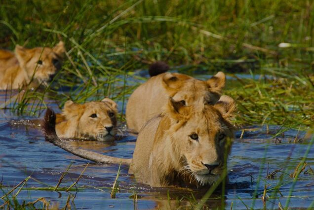 7 Days Vicfalls ,Chobe NAtional Park, Okavango Delta