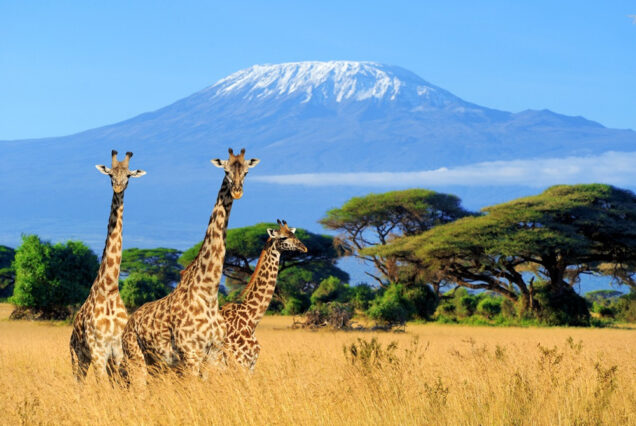 7 Days Masai Mara Nakuru Exciting Adventure