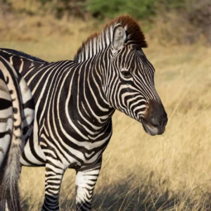 6-Day Makgadikgadi Pans, Mokoro & Moremi Game Reserve