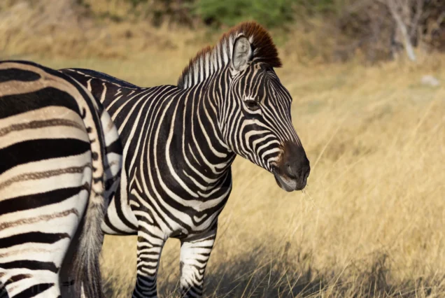 6-Day Makgadikgadi Pans, Mokoro & Moremi Game Reserve